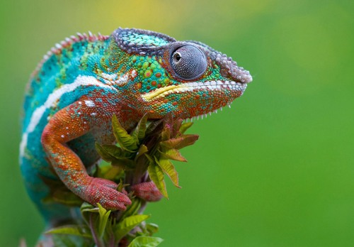 colorful chameleon